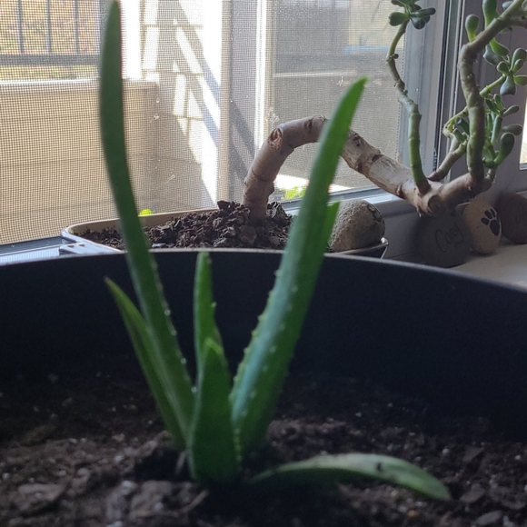 2 Baby aloe pup - Picture 3 of 9
